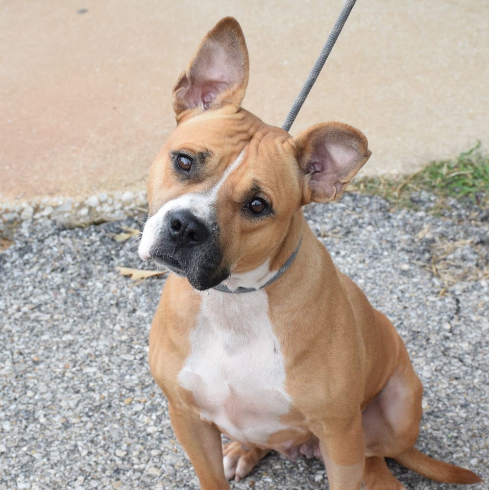 Moxie, a Adoptable mixed breed in Anniston, AL image 4/6
