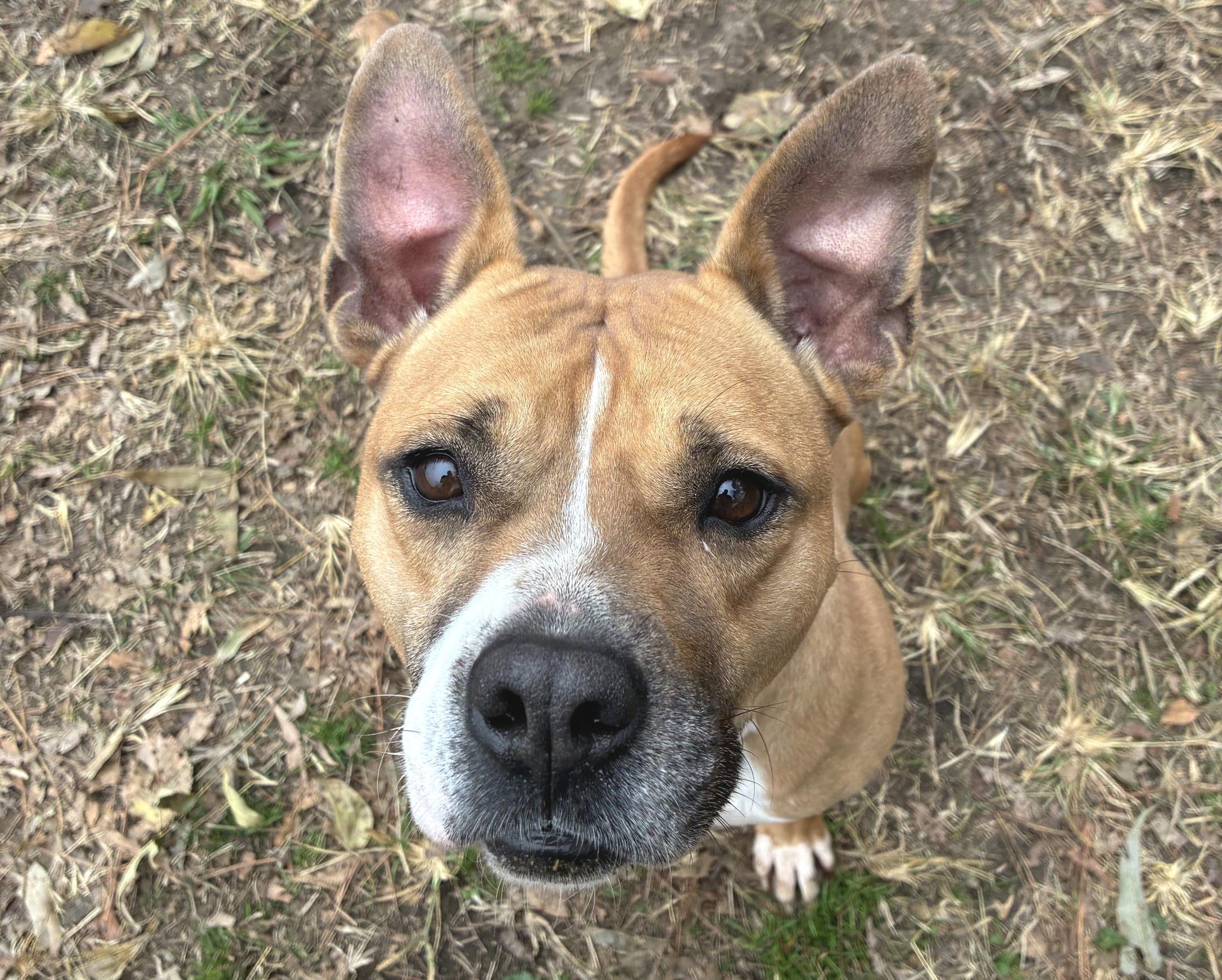 Moxie, a Adoptable mixed breed in Anniston, AL image 1/6