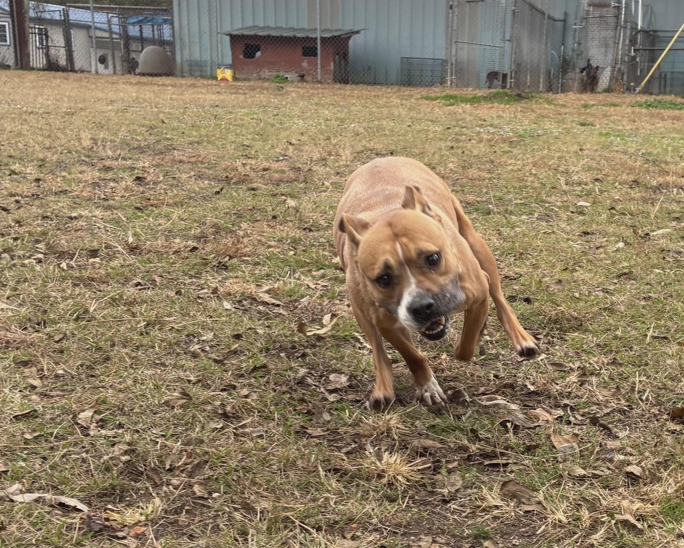 Moxie, a Adoptable mixed breed in Anniston, AL image 6/6