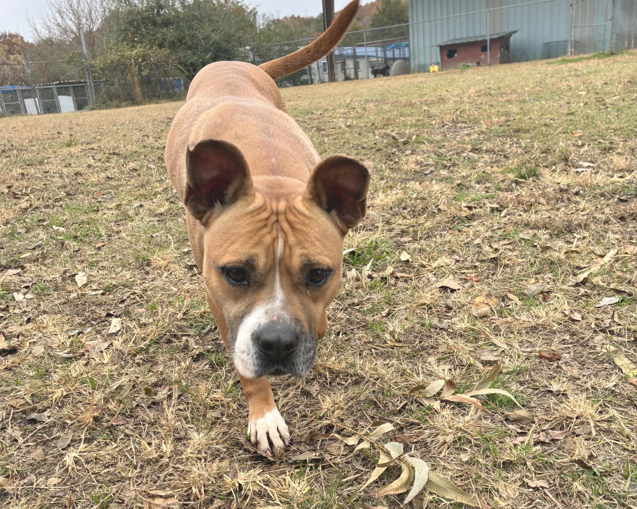 Moxie, a Adoptable mixed breed in Anniston, AL image 5/6