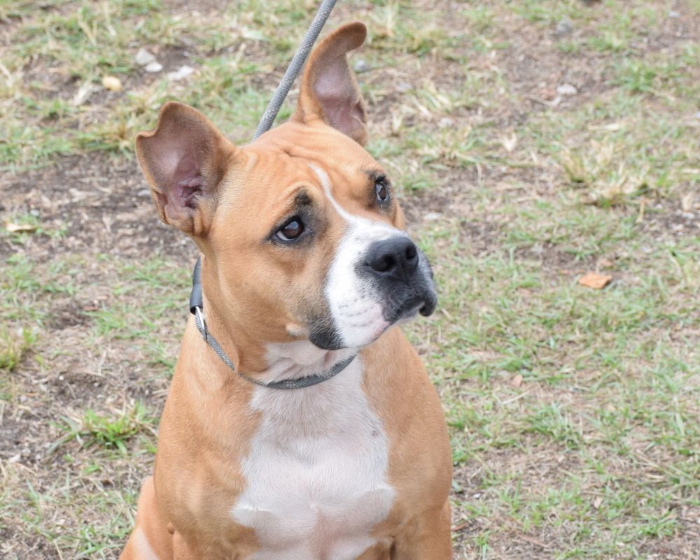 Moxie, a Adoptable mixed breed in Anniston, AL image 3/6
