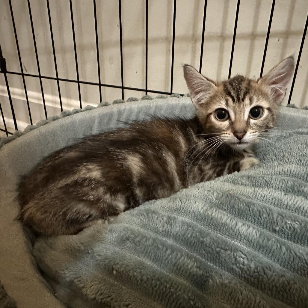 Pancake — thumbnail 2