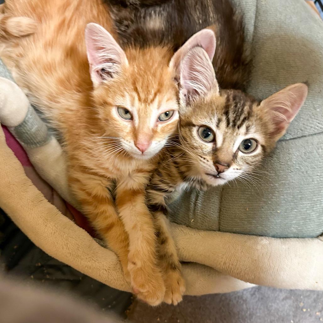 Pancake — thumbnail 3