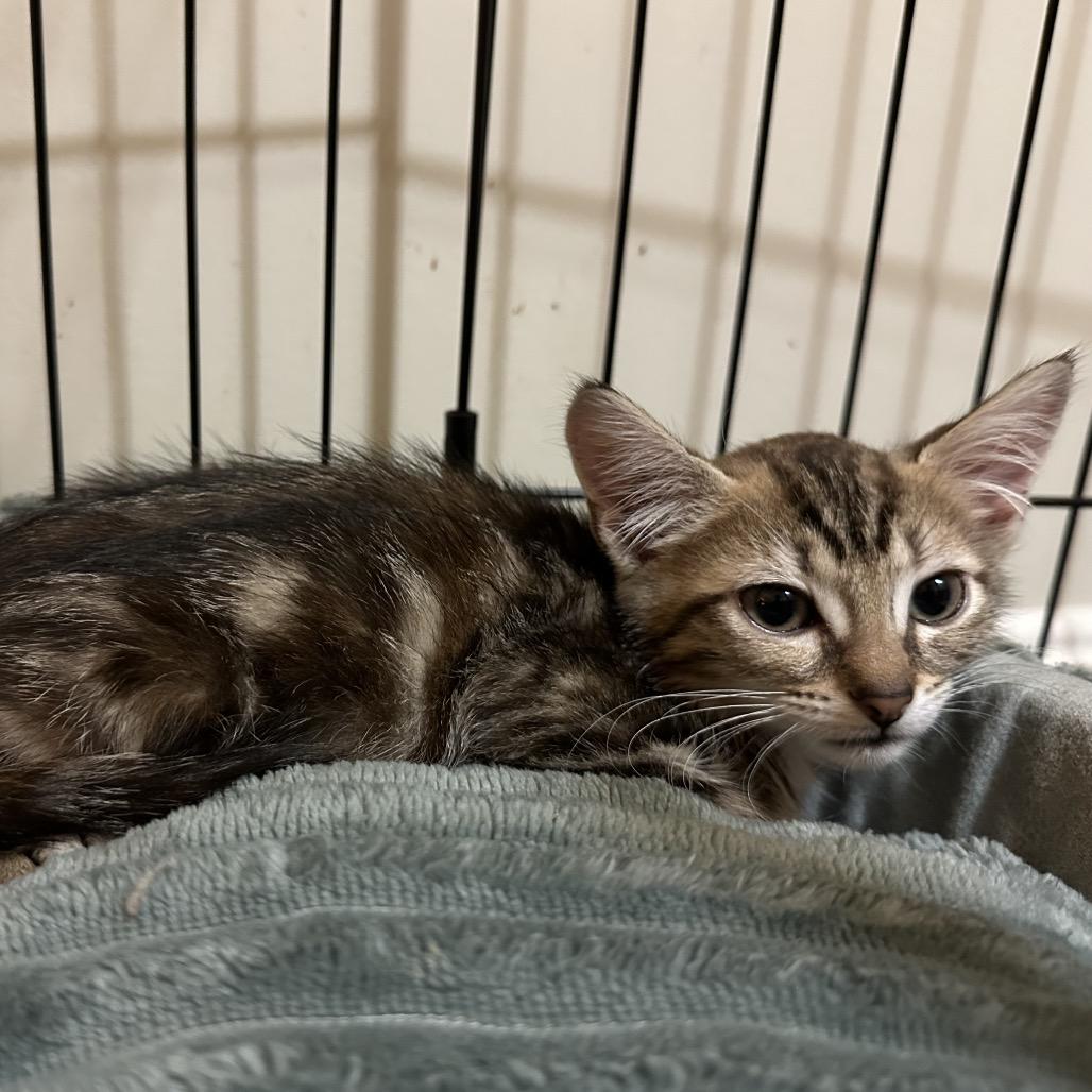 Pancake — thumbnail 4