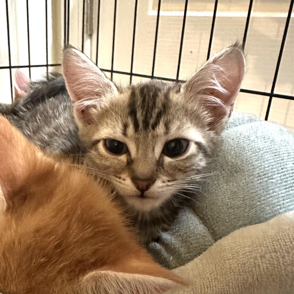 Pancake — thumbnail 5