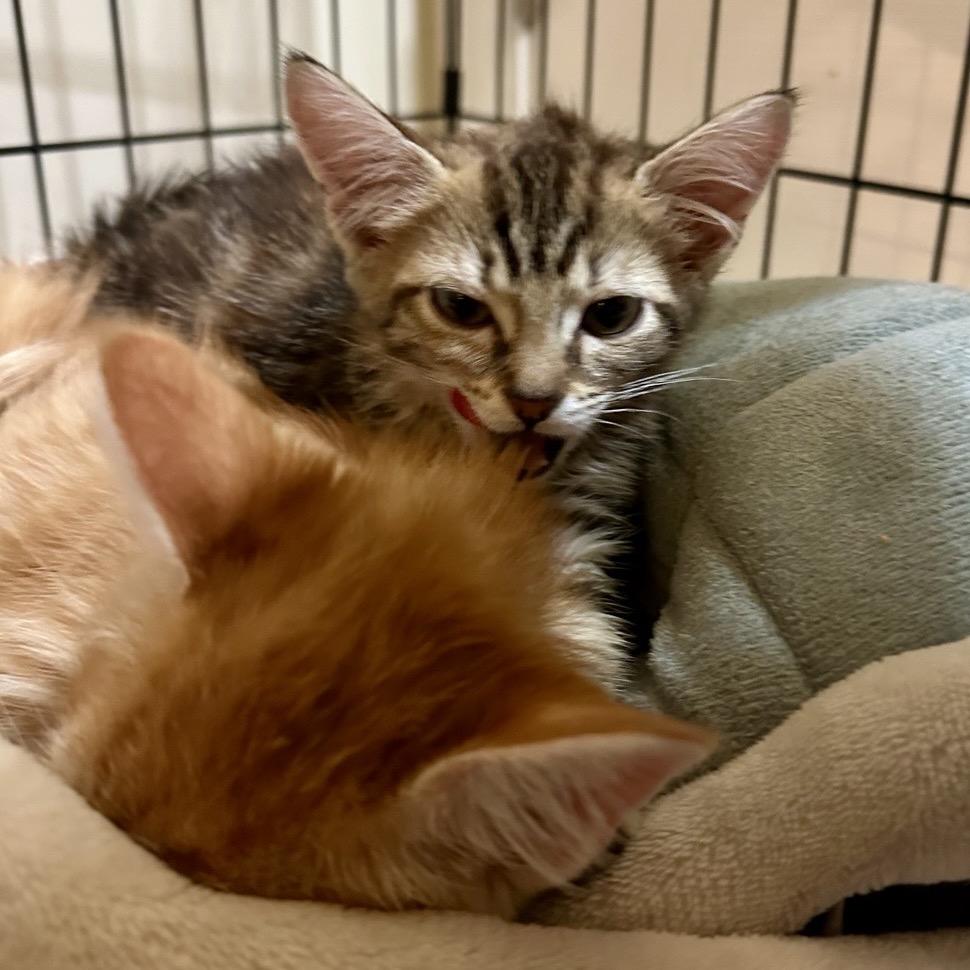 Pancake — thumbnail 6