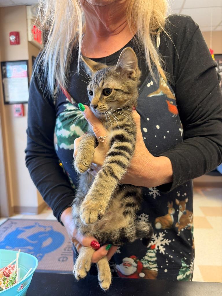 Mr. Luck, Adoptable, Kitten Male Domestic Short Hair.