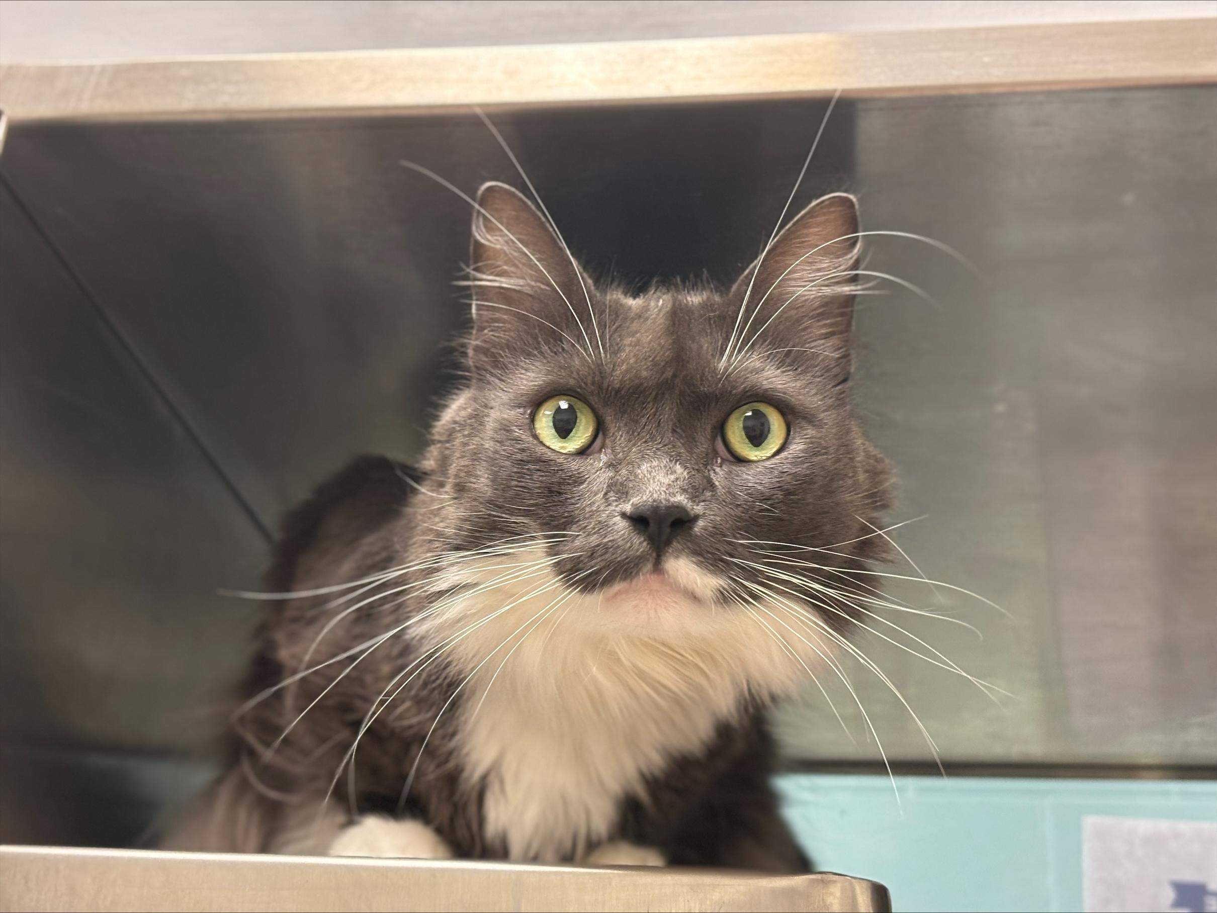 Enlarge Lincoln* A206228, a Adoptable Tuxedo in Plano, TX image 1/4