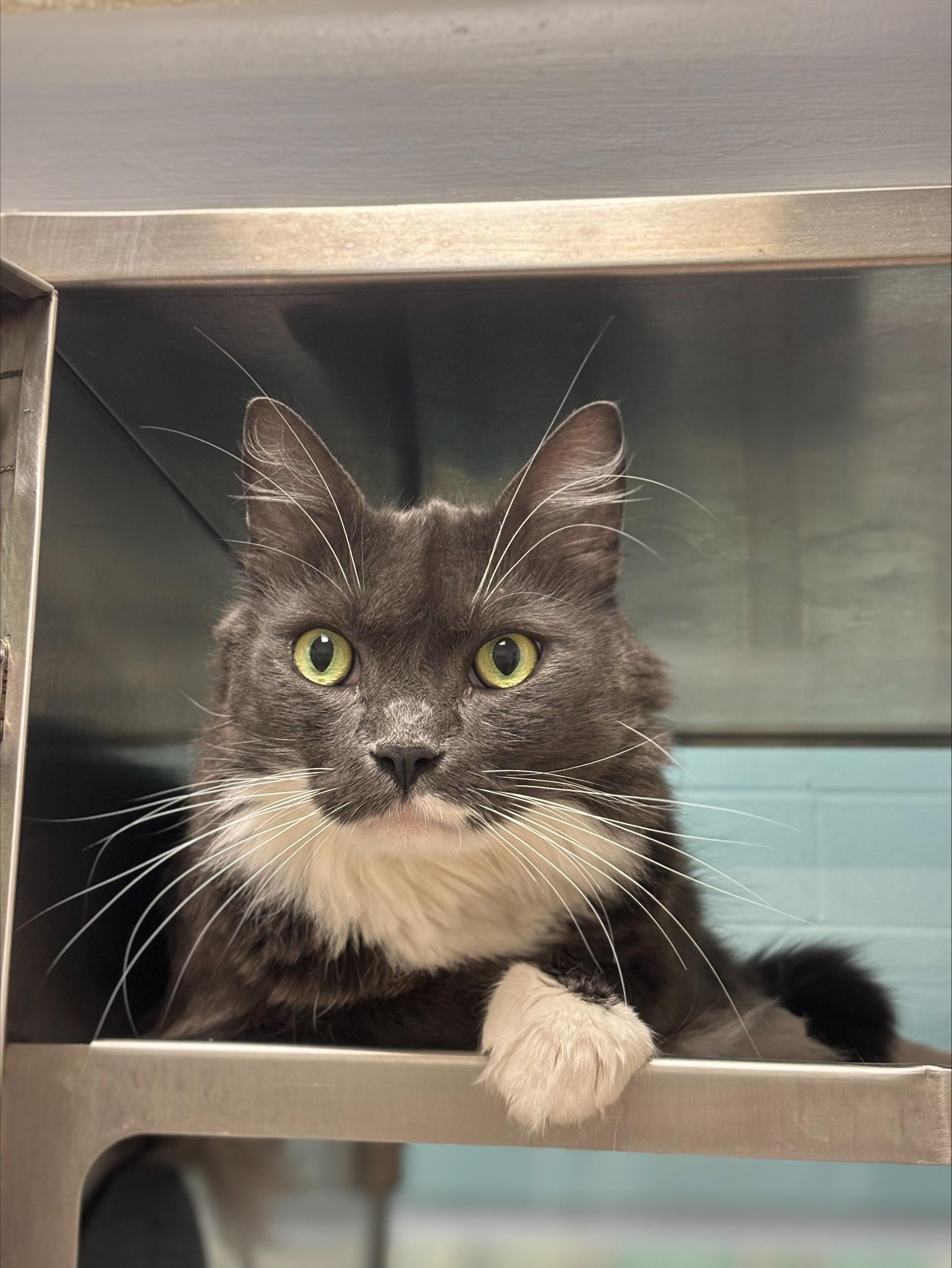 Enlarge Lincoln* A206228, a Adoptable Tuxedo in Plano, TX image 2/4