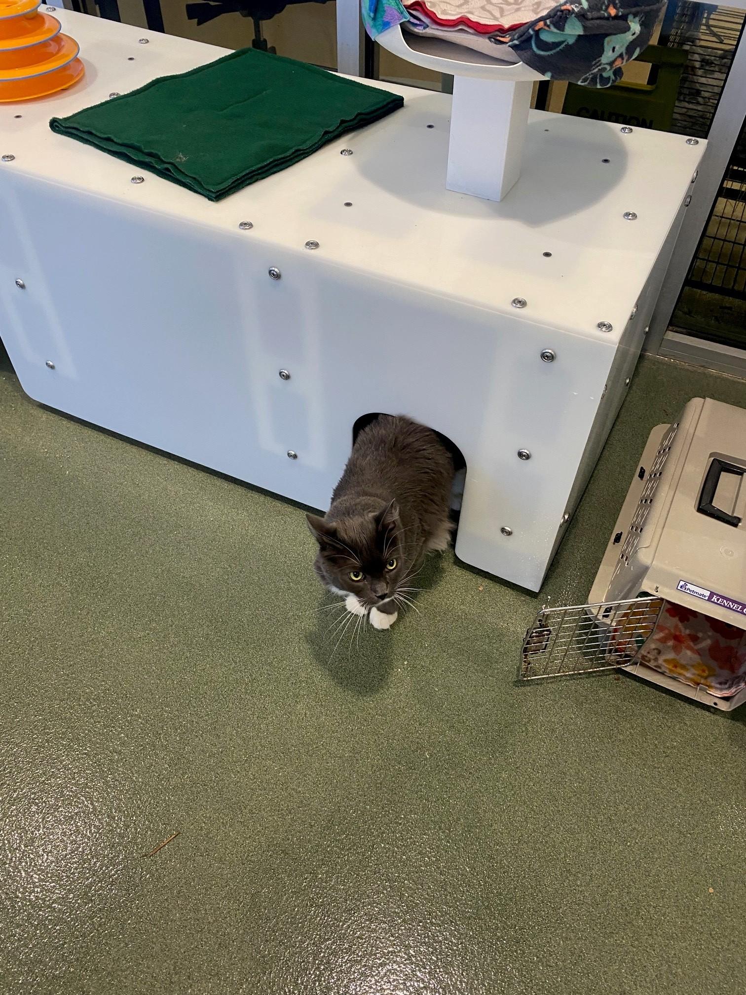 Enlarge Lincoln* A206228, a Adoptable Tuxedo in Plano, TX image 3/4