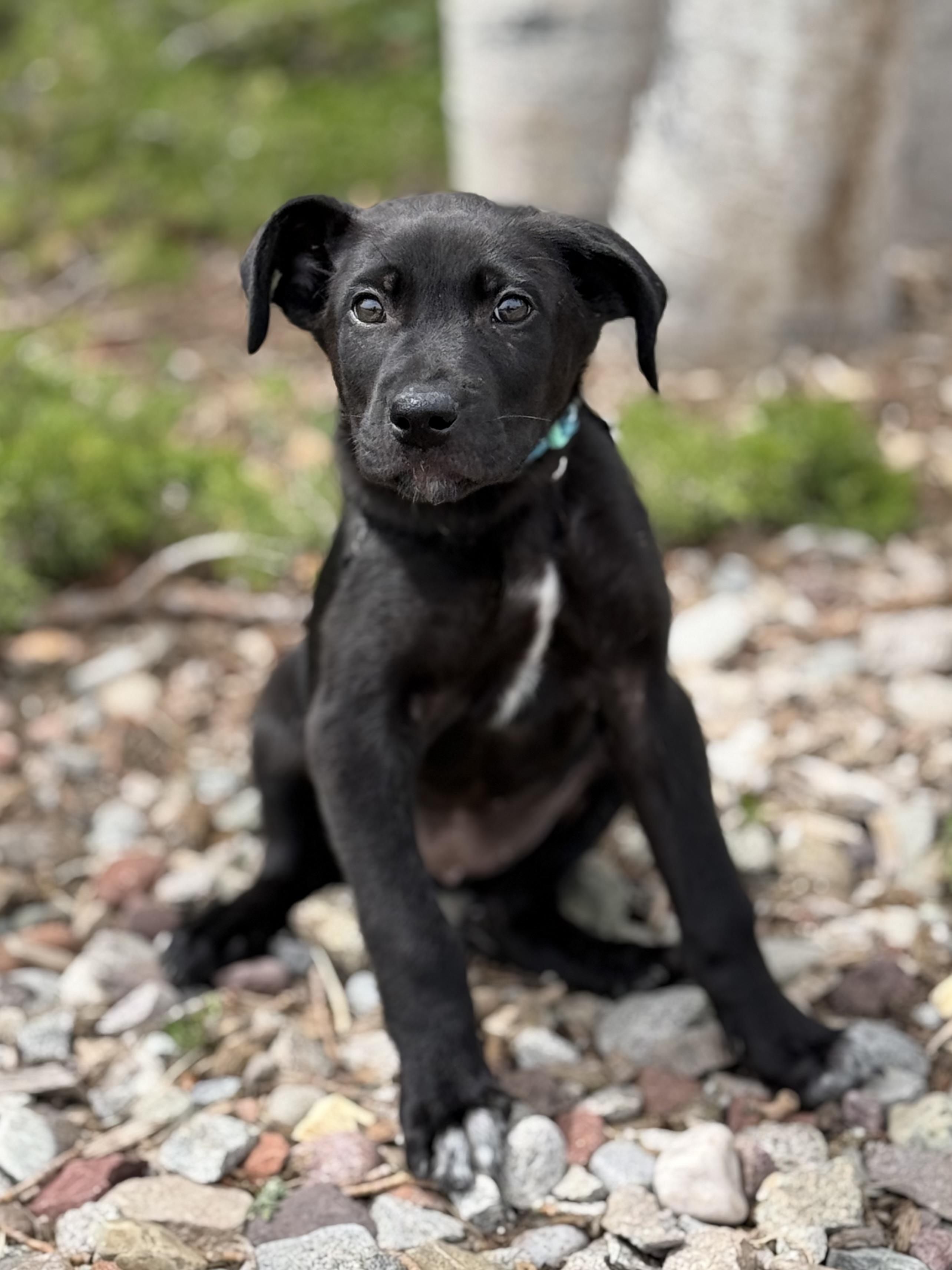 Mnemosyne, an adoptable mixed breed in Eagle, CO image 4/4