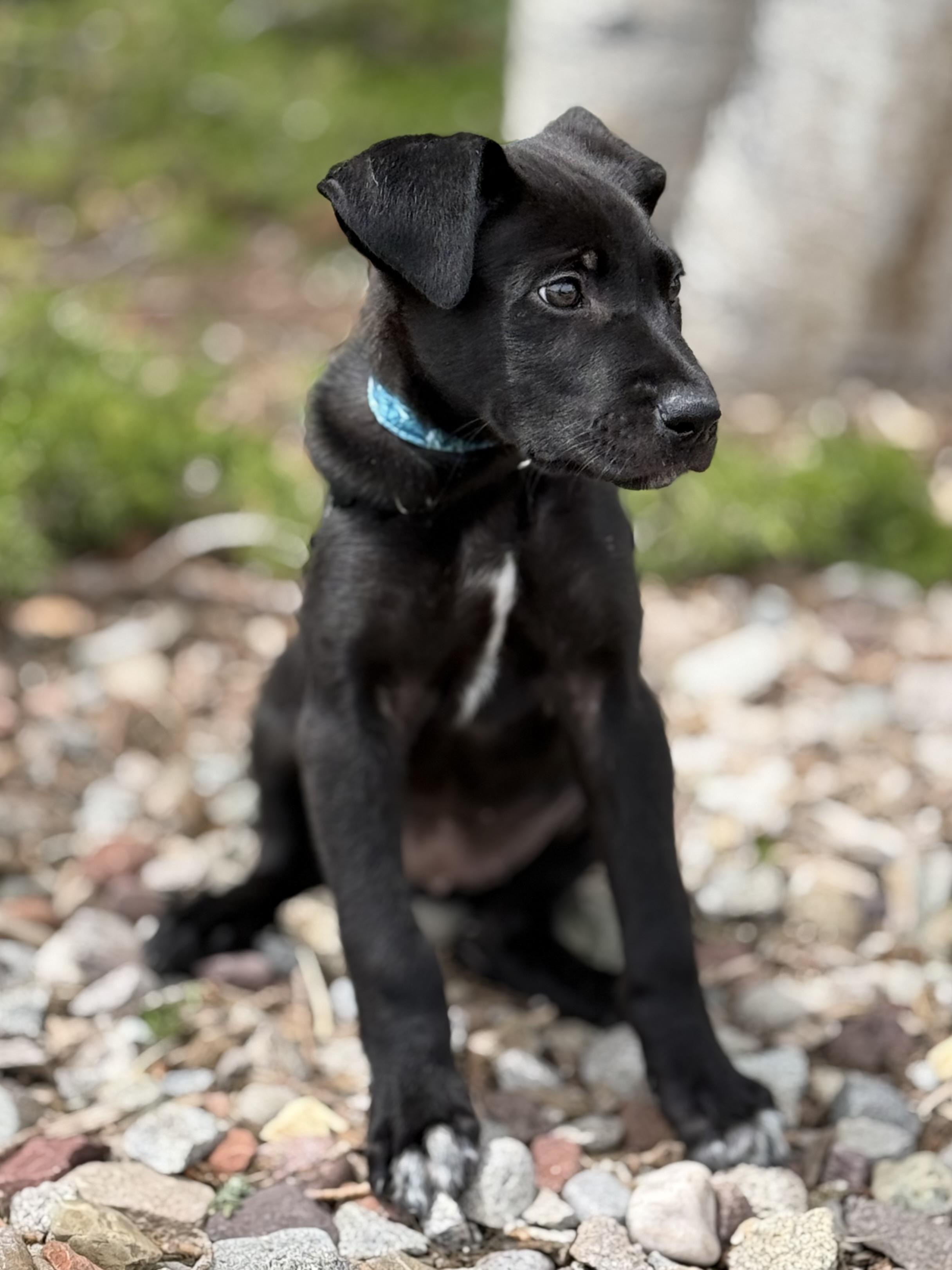 Mnemosyne, an adoptable mixed breed in Eagle, CO image 2/4