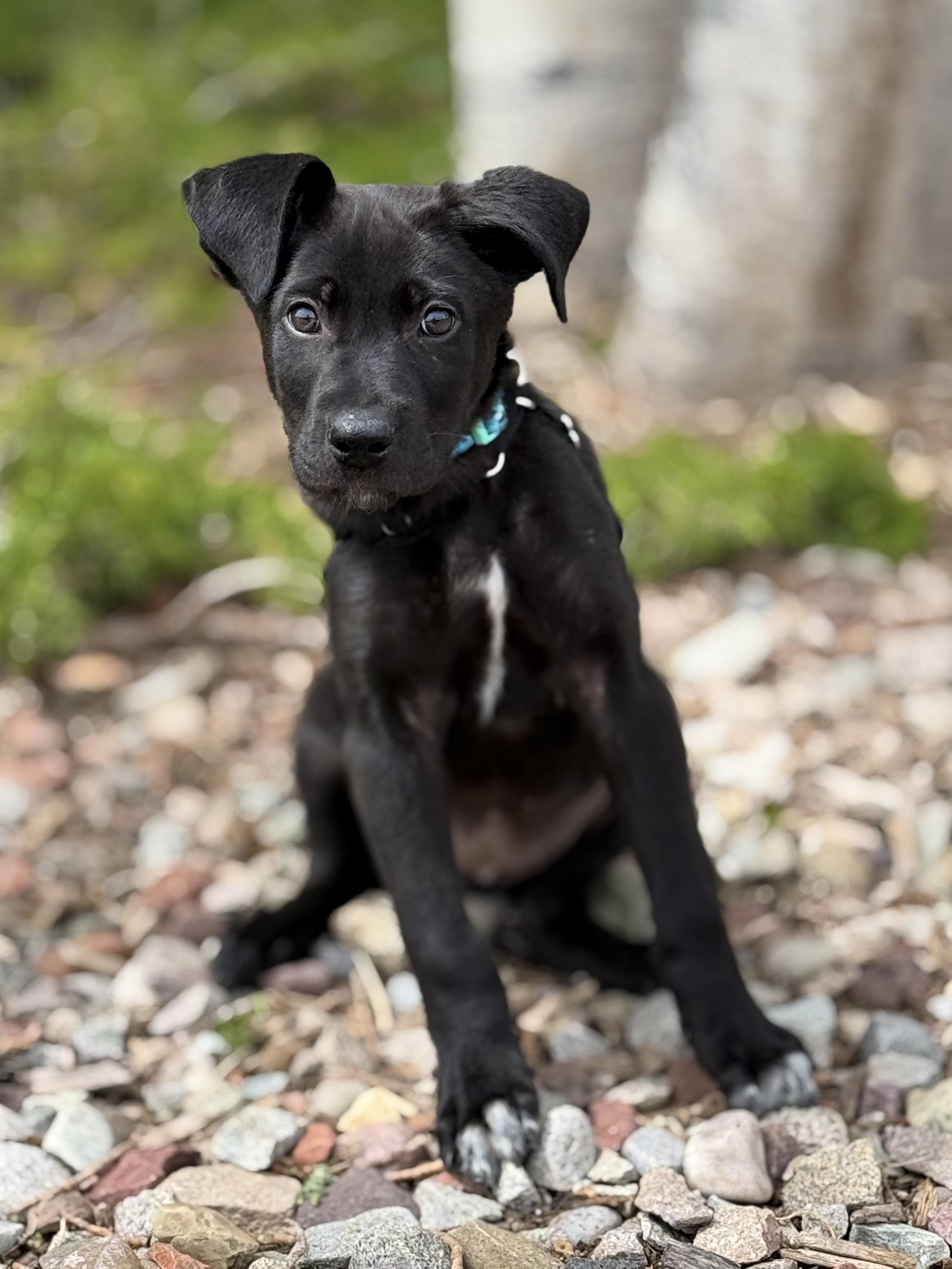 Mnemosyne, adoptable, Puppy Female Labrador Retriever & Mixed Breed.