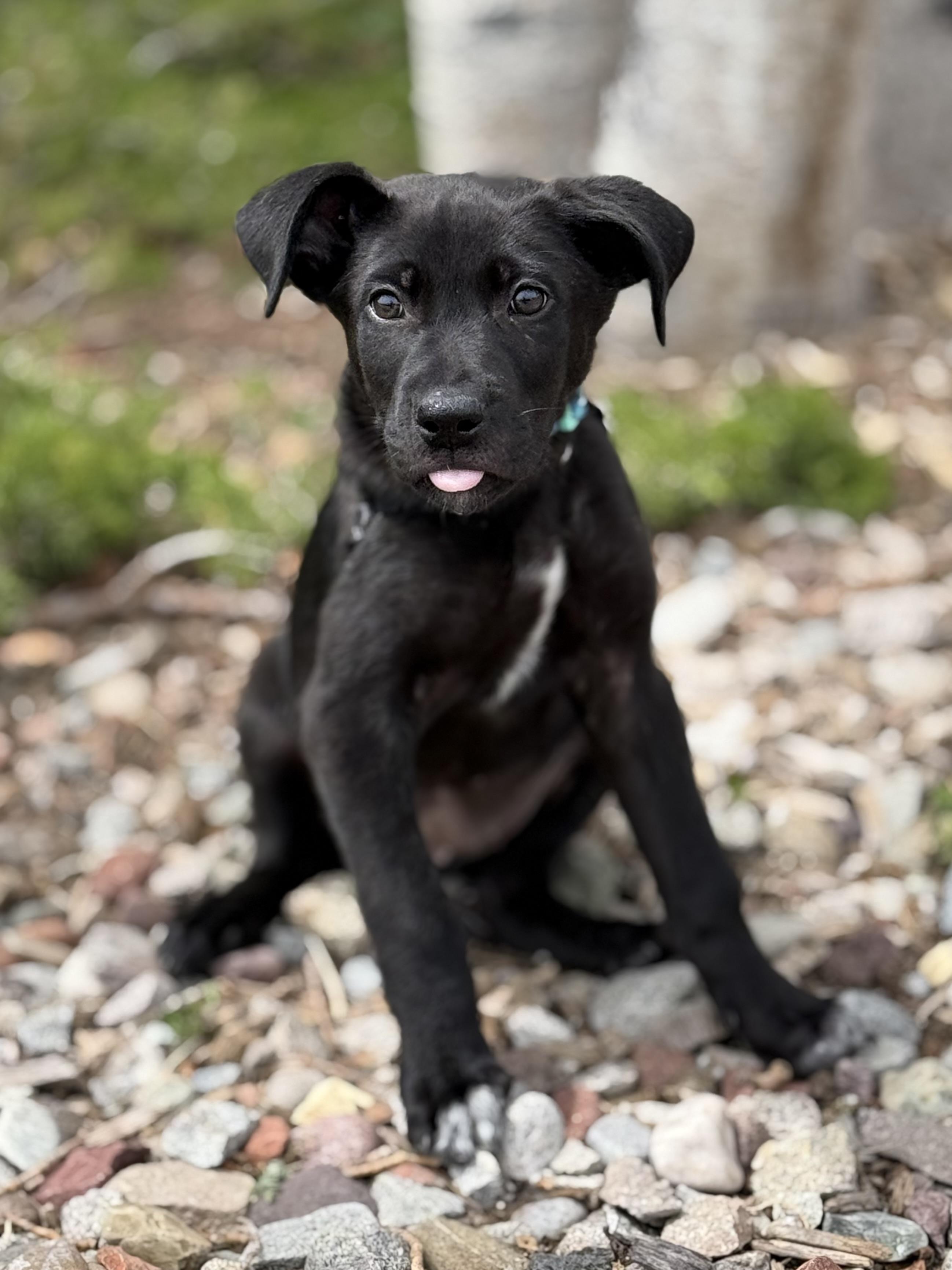 Mnemosyne, an adoptable mixed breed in Eagle, CO image 3/4