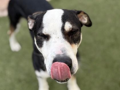 Daniel, Adoptable, Adult Male Treeing Walker Coonhound & Mixed Breed.