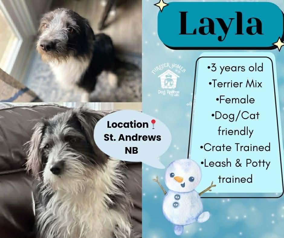 Enlarge Layla, an adopted mixed breed in Aulac, NB image 1/1