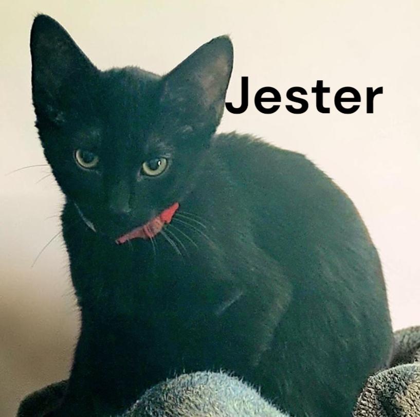 Jester, Adoptable, Young Male Domestic Short Hair.