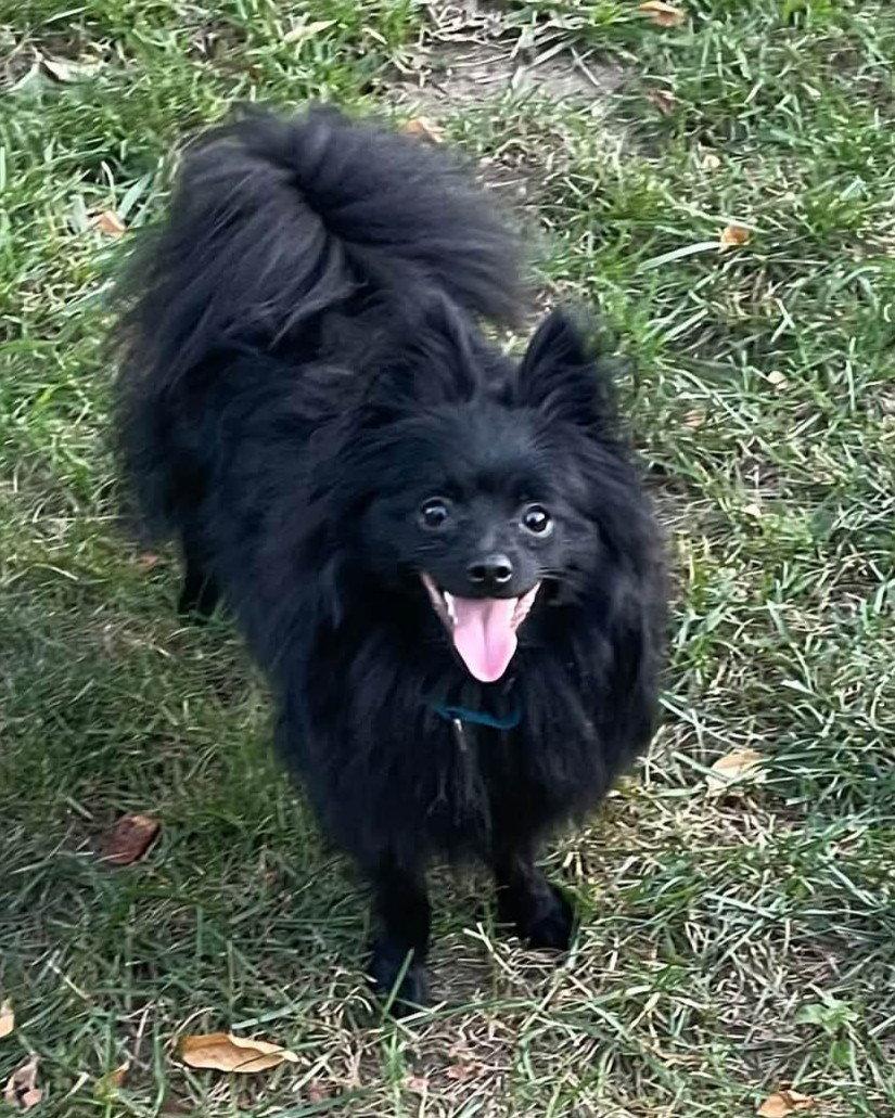 Fabio, Adoptable, Young Male Pomeranian.