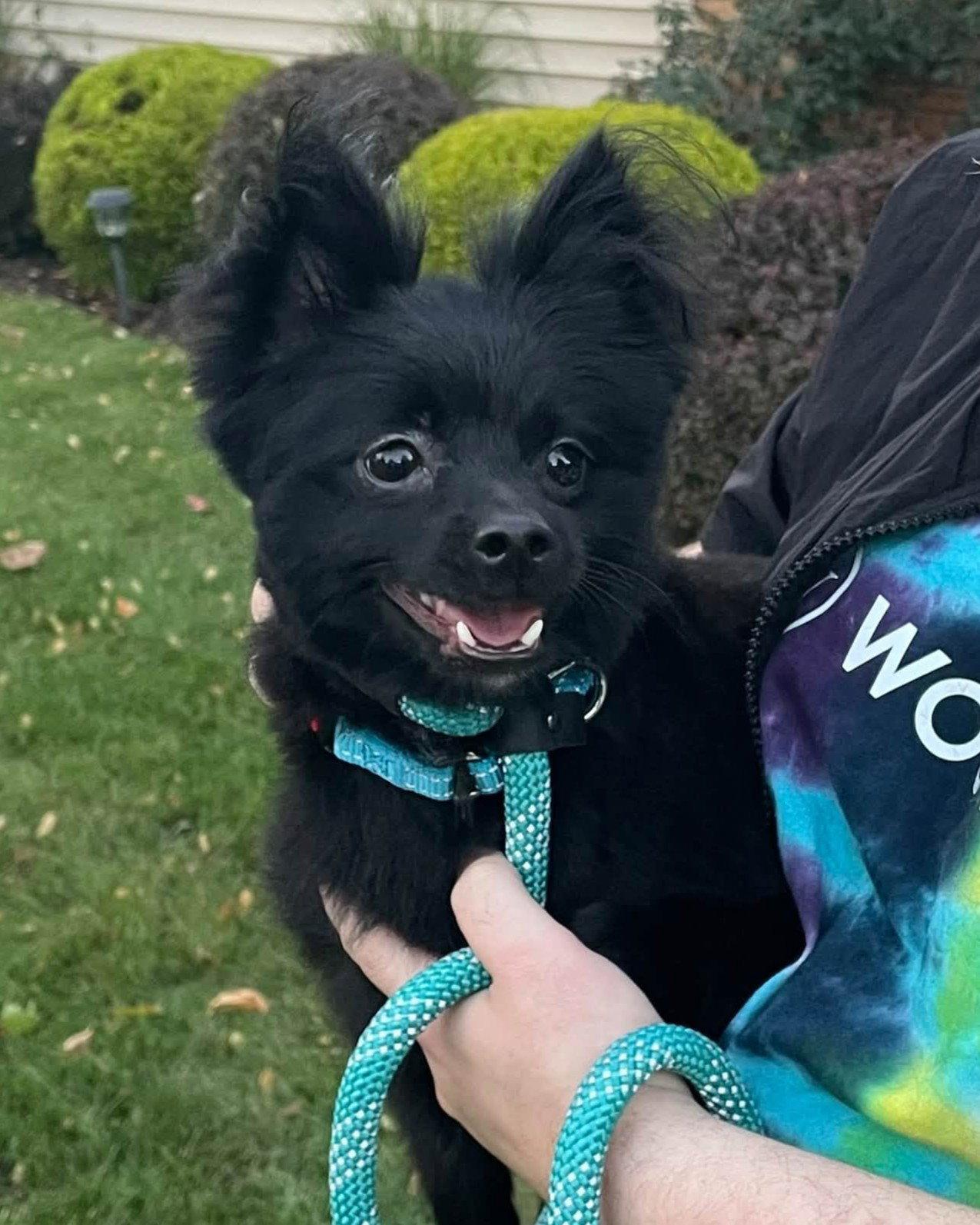 Enlarge Fabio, a Adoptable Pomeranian in Rochester, NY image 2/3