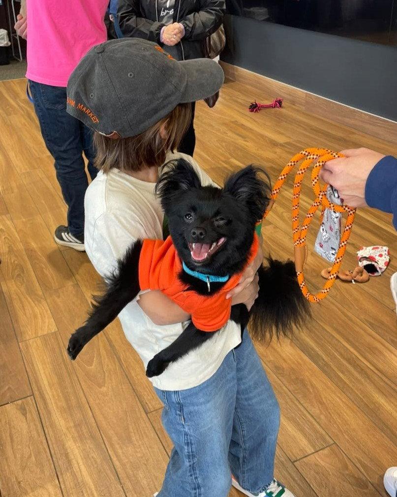 Enlarge Fabio, a Adoptable Pomeranian in Rochester, NY image 3/3