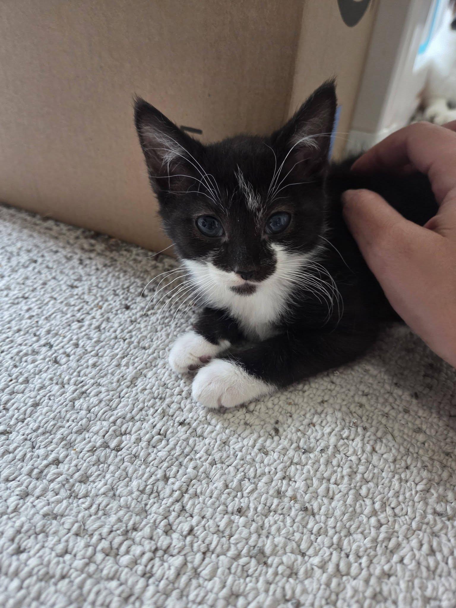 Skar, a ADOPTABLE Tuxedo in Rochester, NY image 3/4