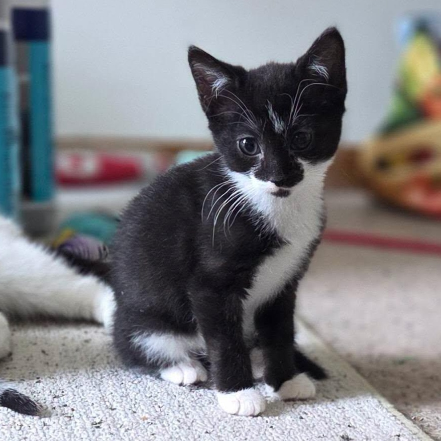 Skar, ADOPTABLE, Kitten Male Tuxedo.