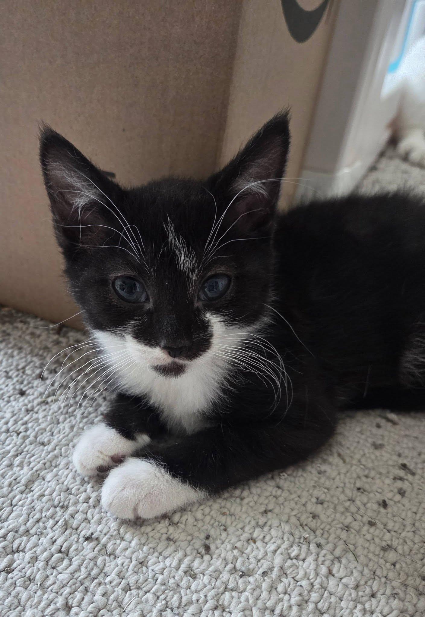 Skar, a ADOPTABLE Tuxedo in Rochester, NY image 4/4