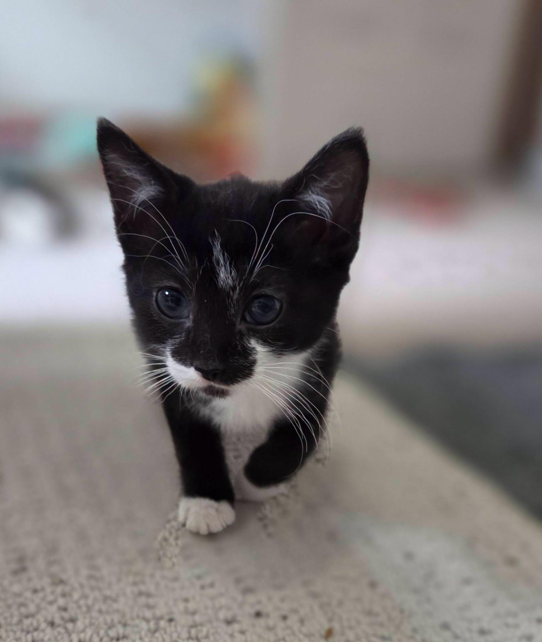 Skar, a ADOPTABLE Tuxedo in Rochester, NY image 2/4