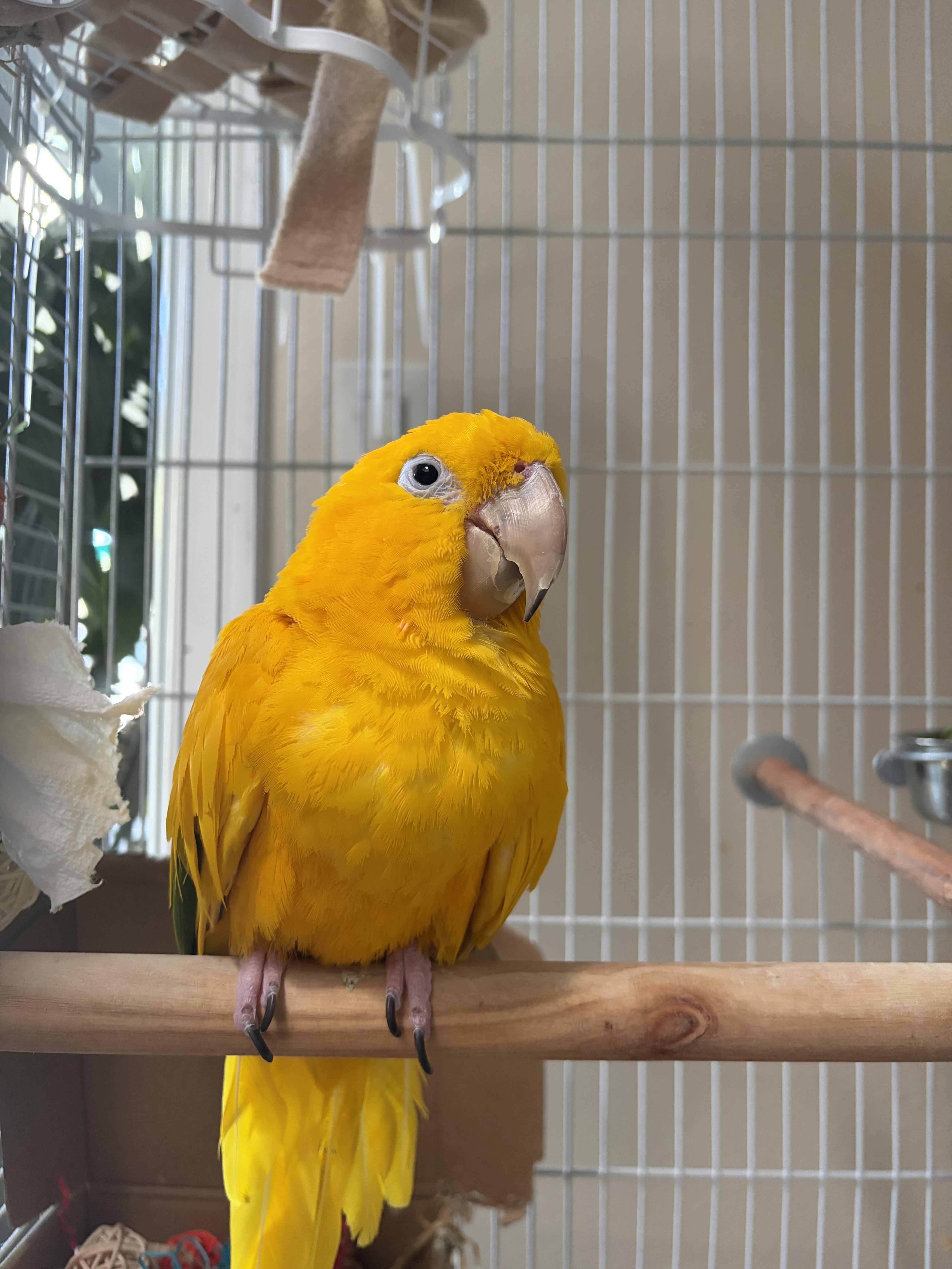 Lilly, Adoptable, Adult Female Conure.
