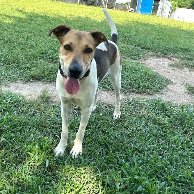 Flora, a Adoptable mixed breed in Los Angeles, CA image 3/6