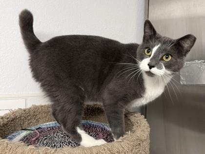 Mackeral, Adoptable, Adult Male Domestic Short Hair & Domestic Short Hair.