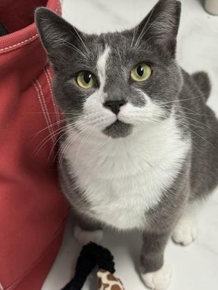 Enlarge Mackeral, a Adoptable mixed breed in Venice, FL image 2/3