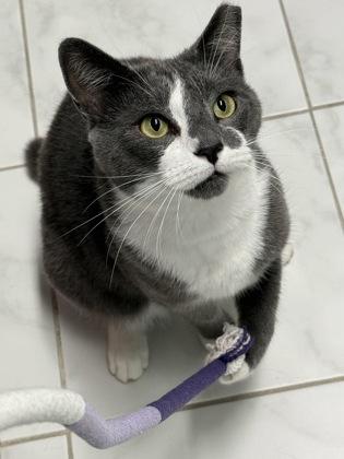 Enlarge Mackeral, a Adoptable mixed breed in Venice, FL image 3/3