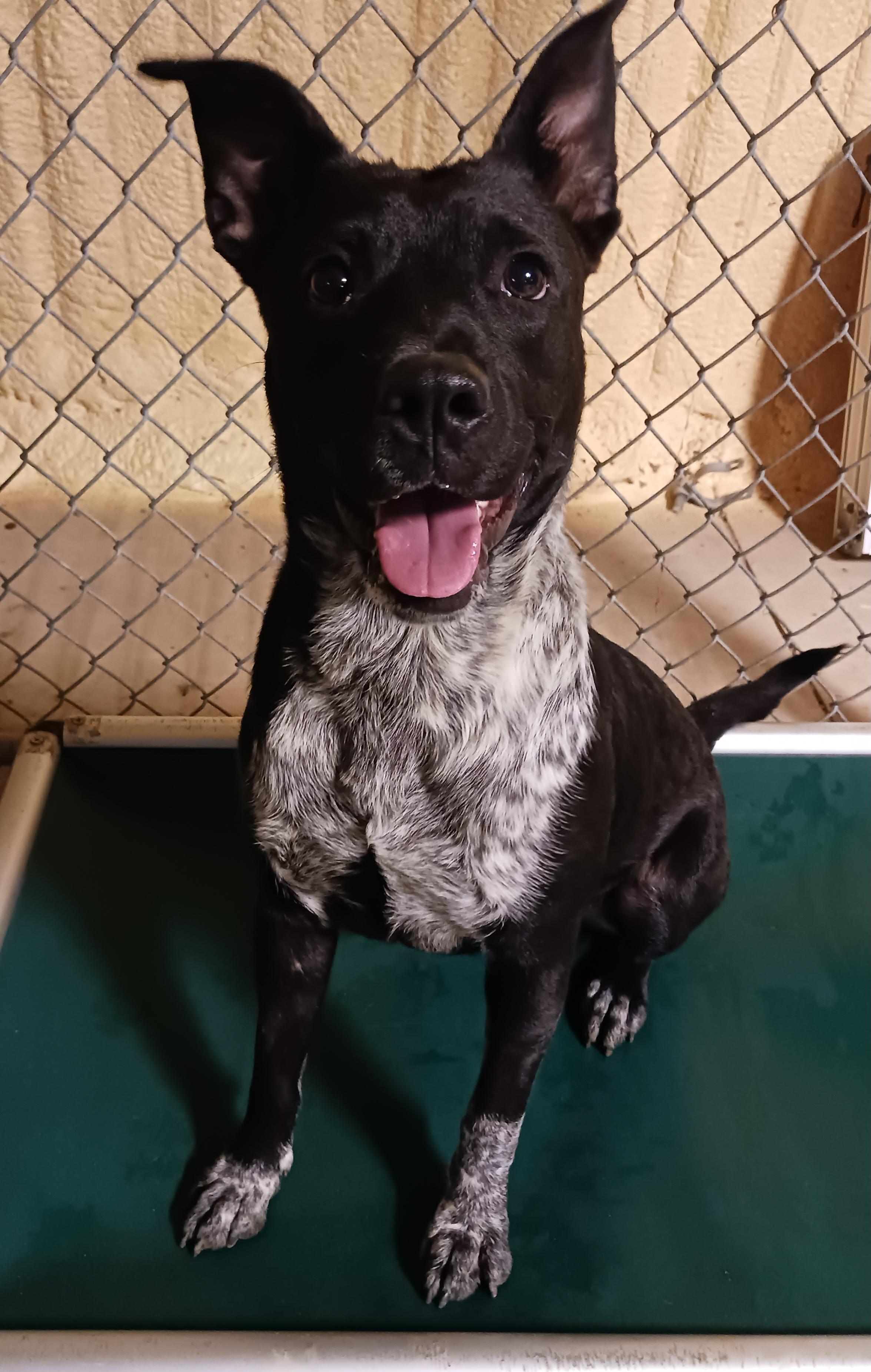 Enlarge CiCi, a ADOPTABLE mixed breed in Saint Marys, WV image 4/6