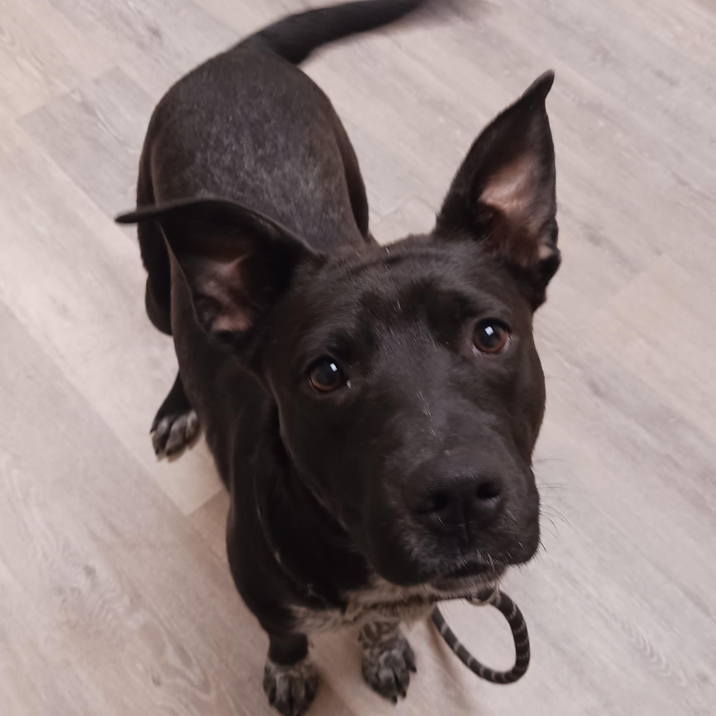 Enlarge CiCi, a ADOPTABLE mixed breed in Saint Marys, WV image 6/6