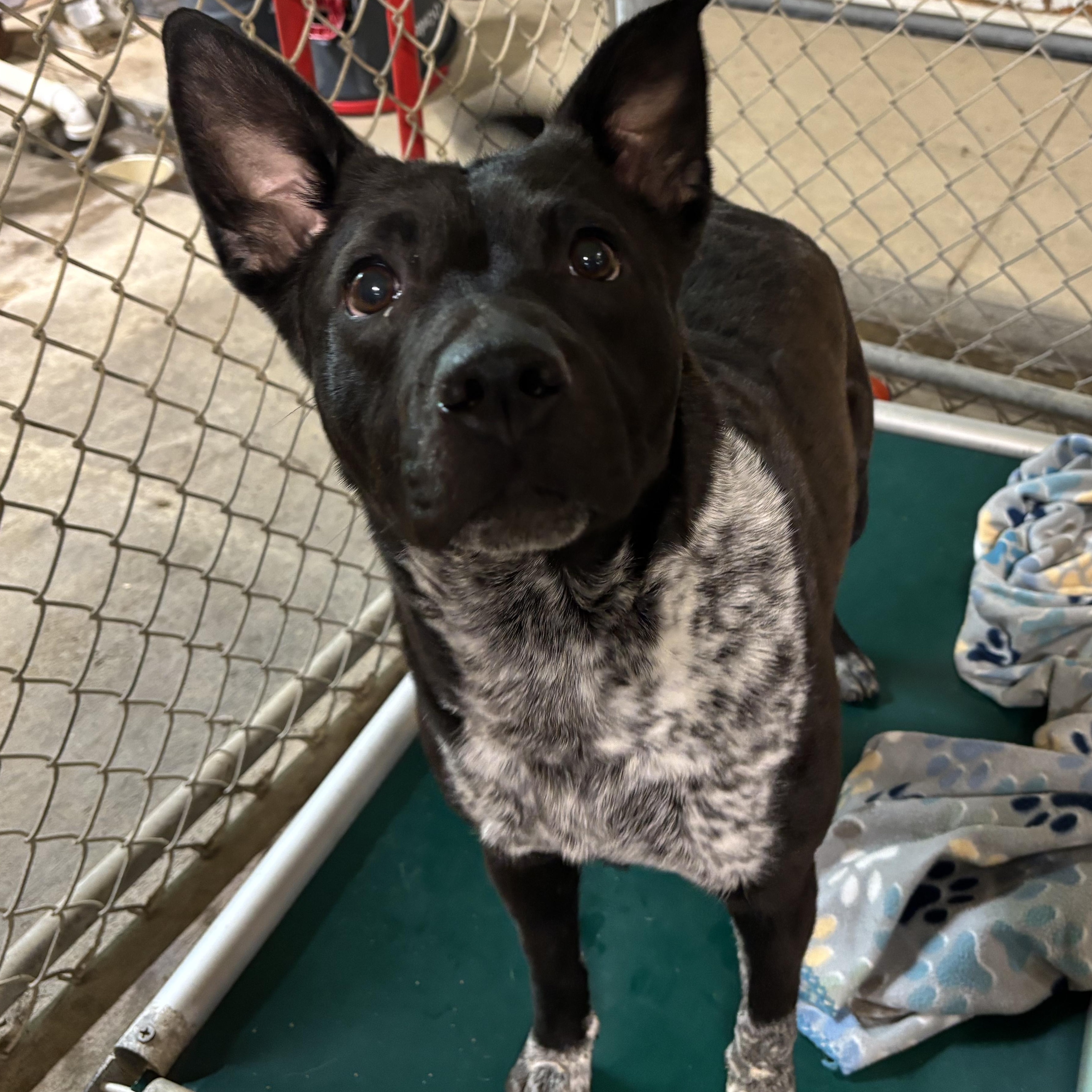 Enlarge CiCi, a ADOPTABLE mixed breed in Saint Marys, WV image 2/6