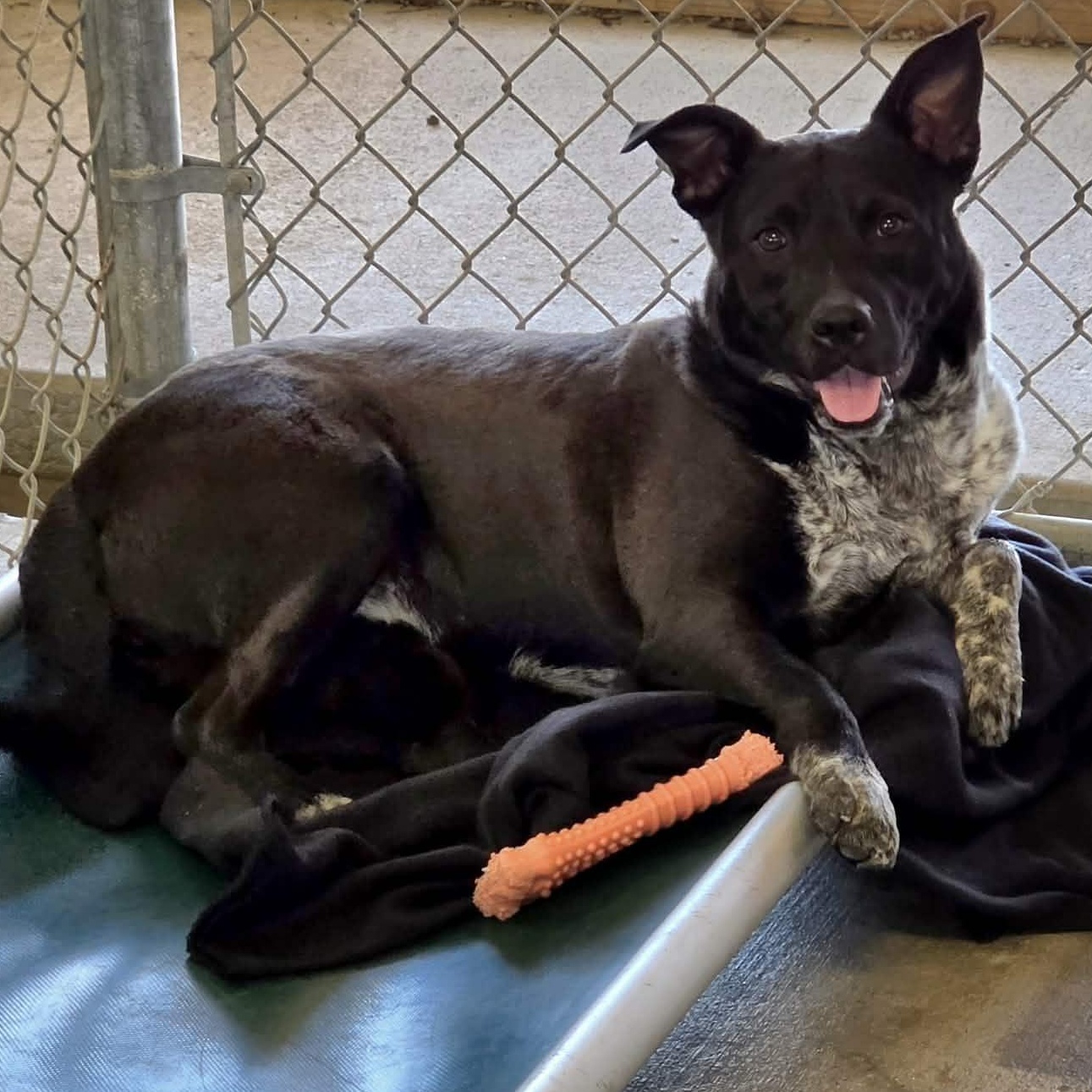 CiCi, ADOPTABLE, Young Female Australian Cattle Dog / Blue Heeler.