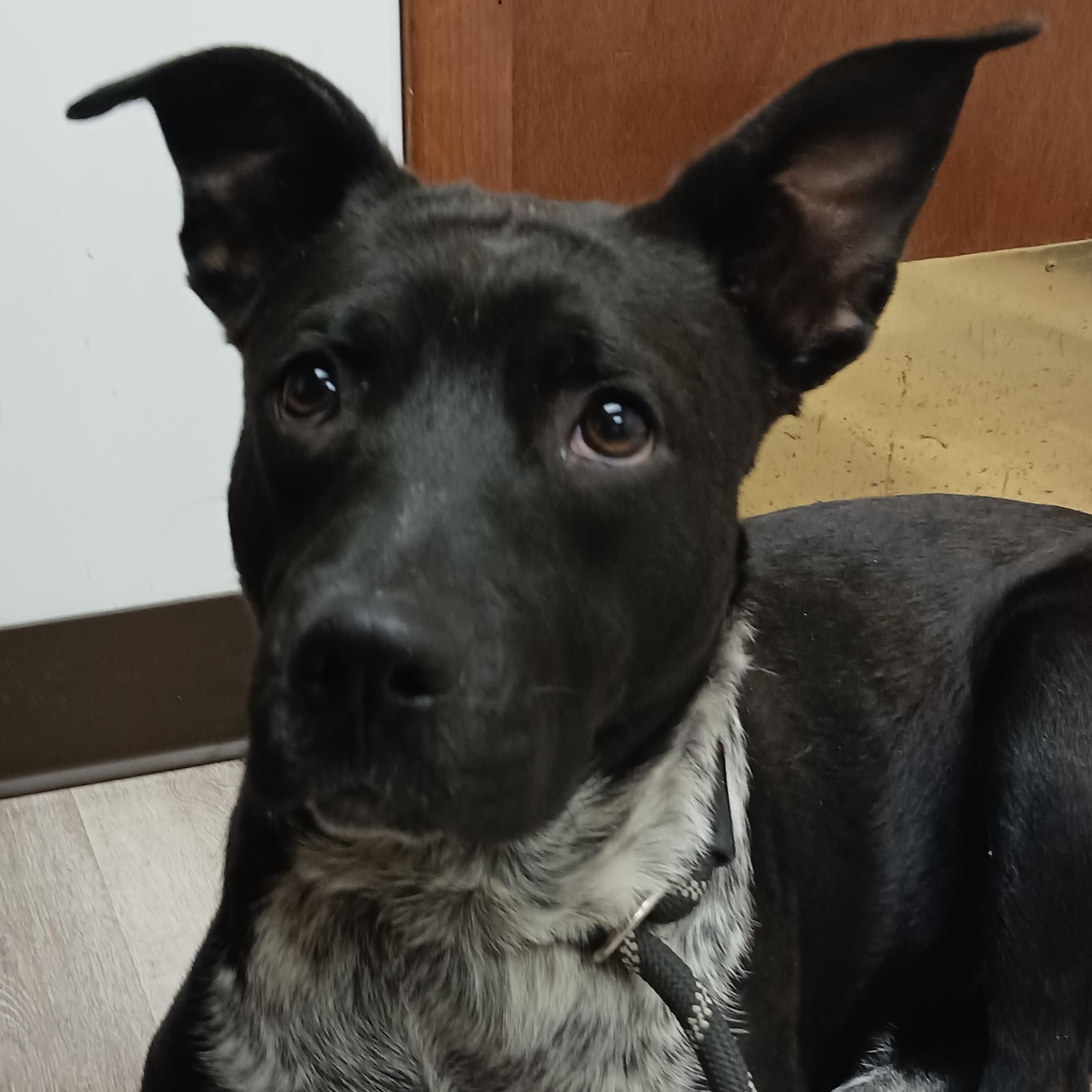 Enlarge CiCi, a ADOPTABLE mixed breed in Saint Marys, WV image 3/6