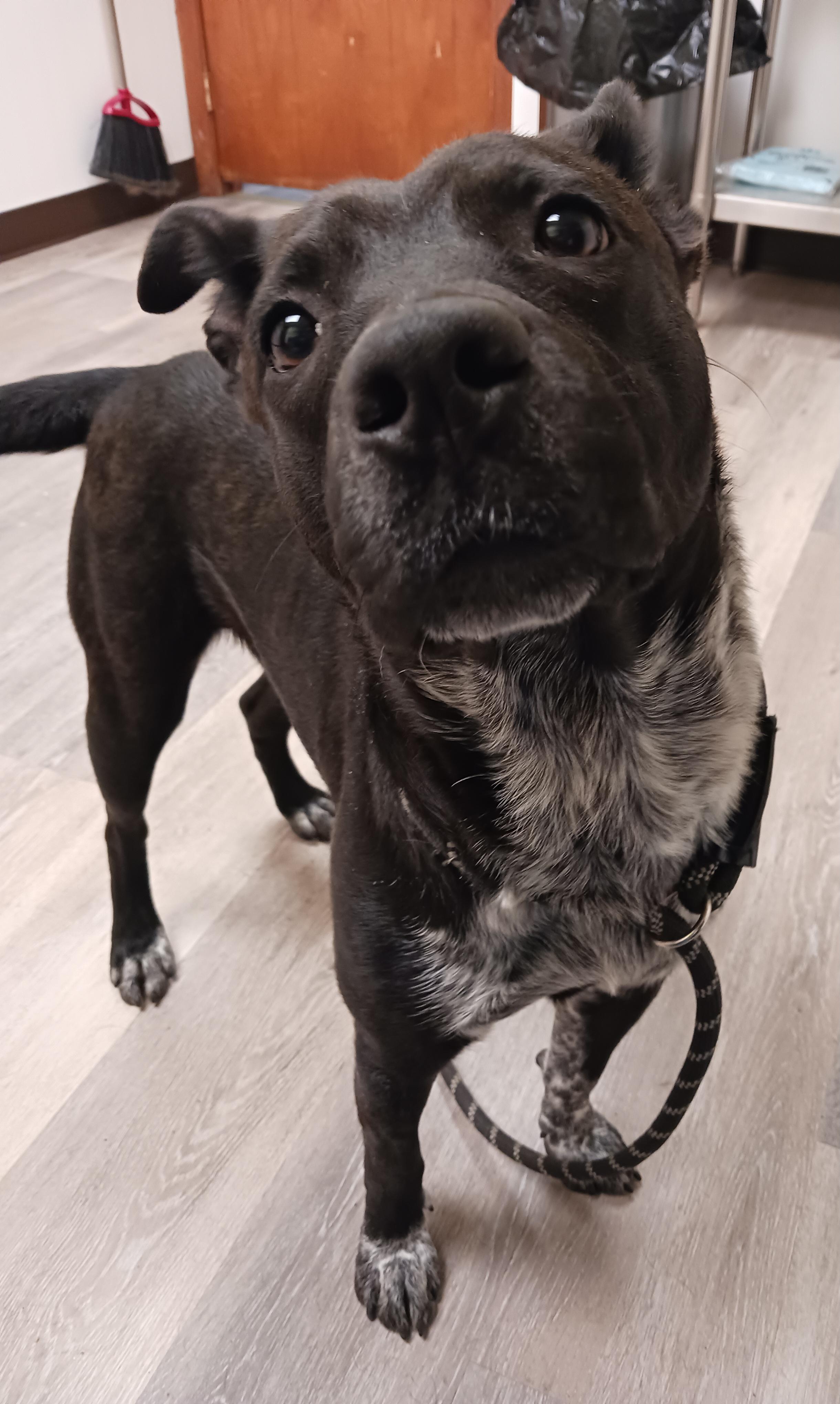 Enlarge CiCi, a ADOPTABLE mixed breed in Saint Marys, WV image 5/6