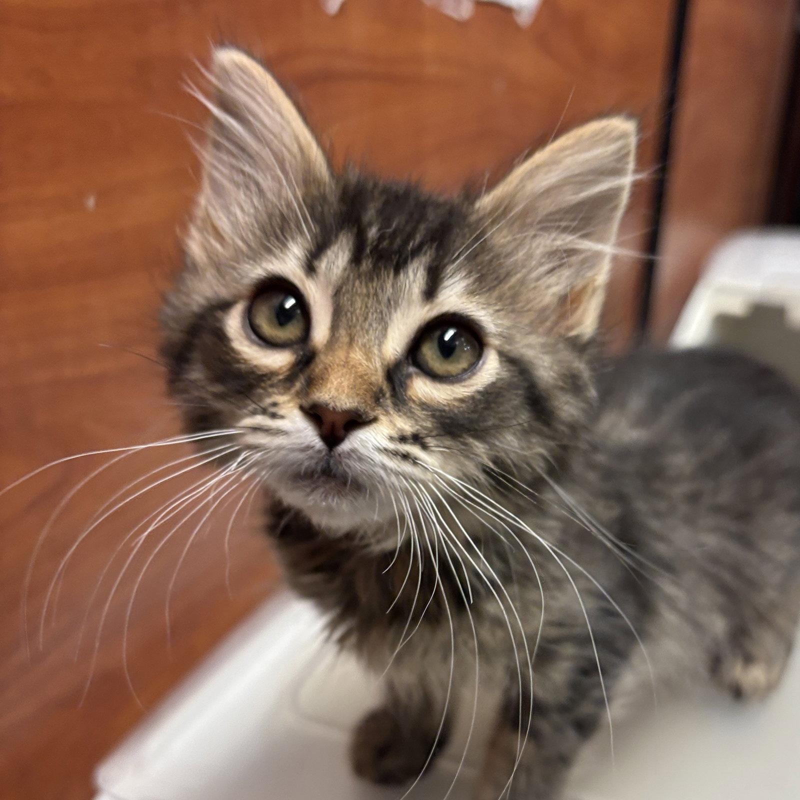 Cheese, Adopted, Kitten Female Domestic Medium Hair.