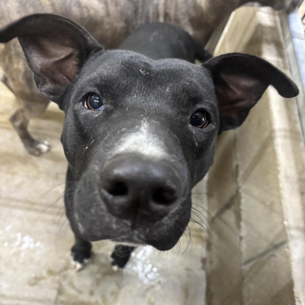 Kyle, Adoptable, Adult Male Pit Bull Terrier & Mixed Breed.