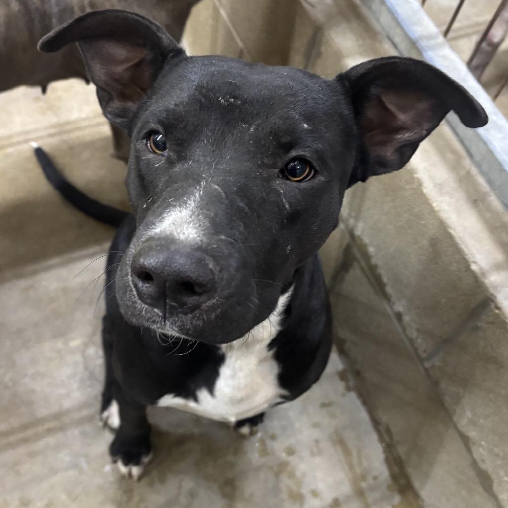 Kyle, a Adoptable mixed breed in Floresville, TX image 2/3