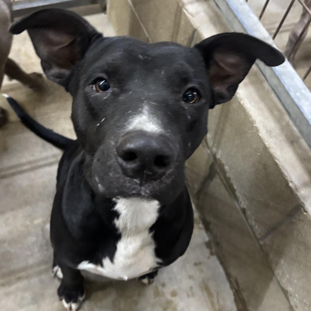 Kyle, a Adoptable mixed breed in Floresville, TX image 3/3