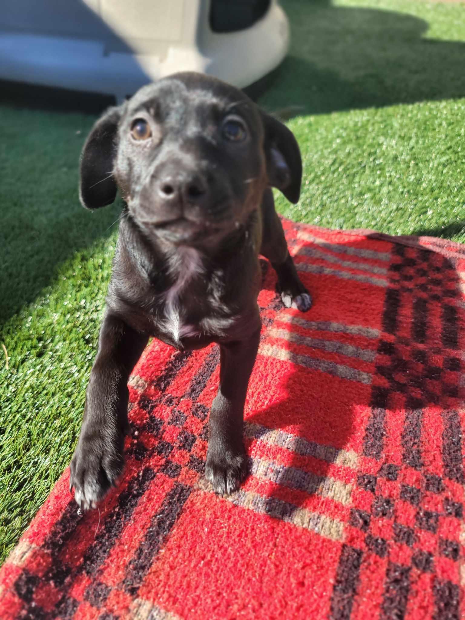 Enlarge Dakota, a Adopted Terrier in Portland, OR image 1/3