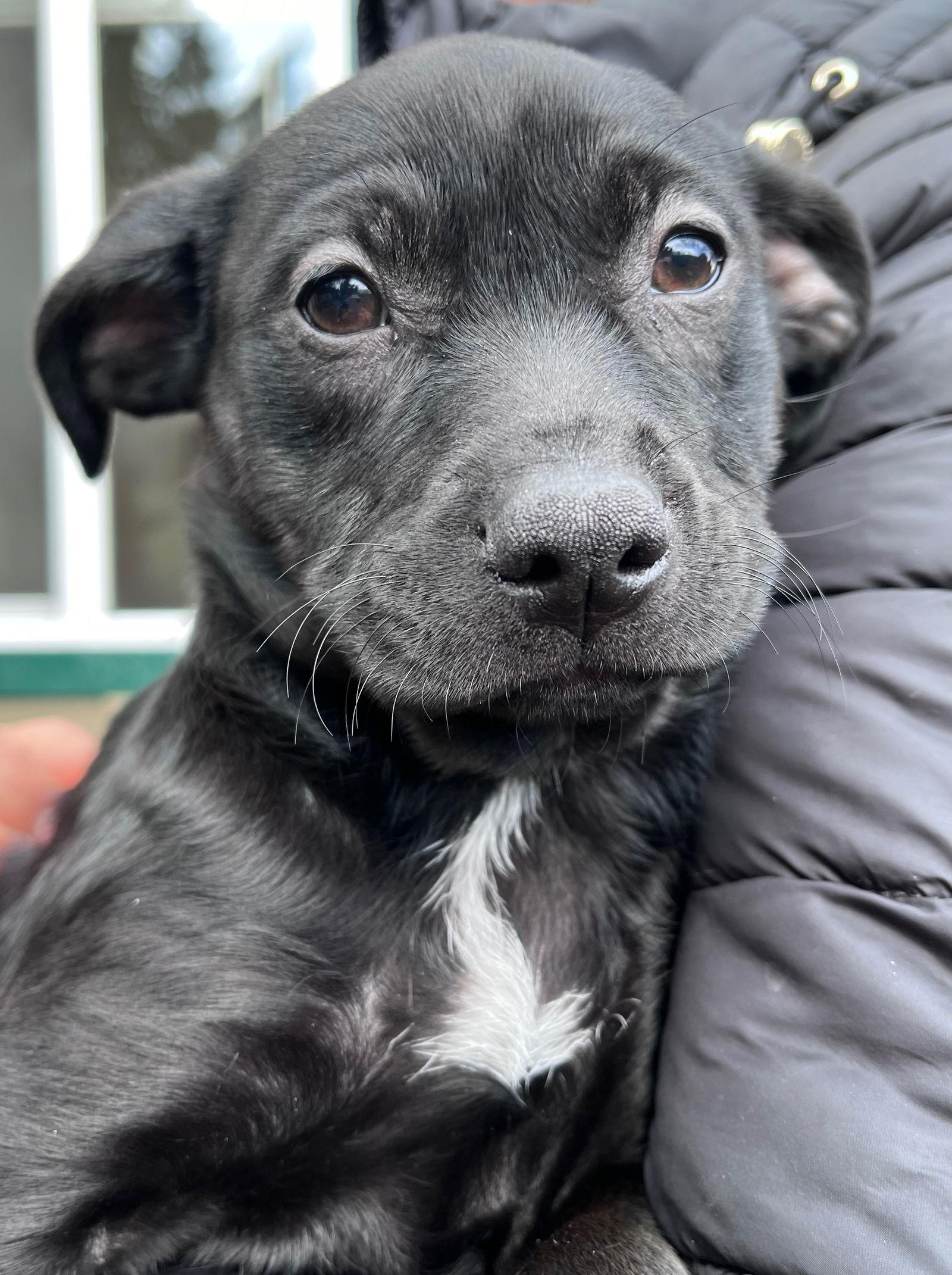Enlarge Dakota, a Adopted Terrier in Portland, OR image 2/3