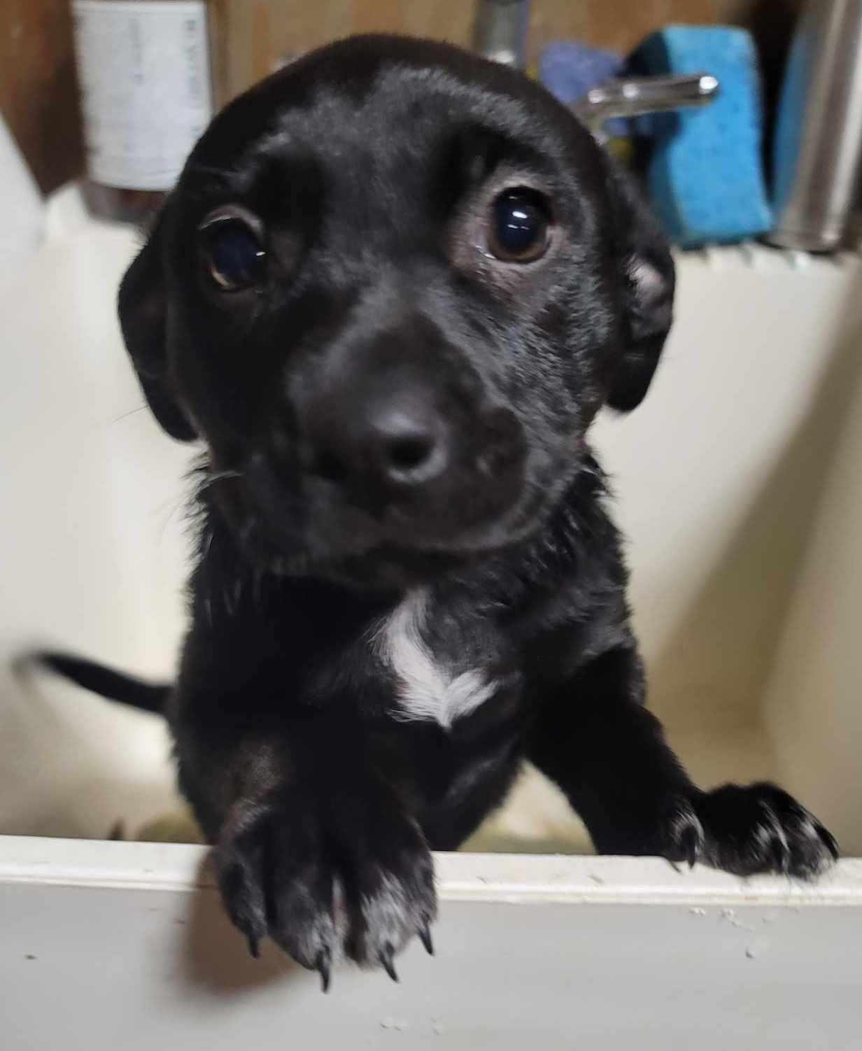 Enlarge Dakota, a Adopted Terrier in Portland, OR image 3/3