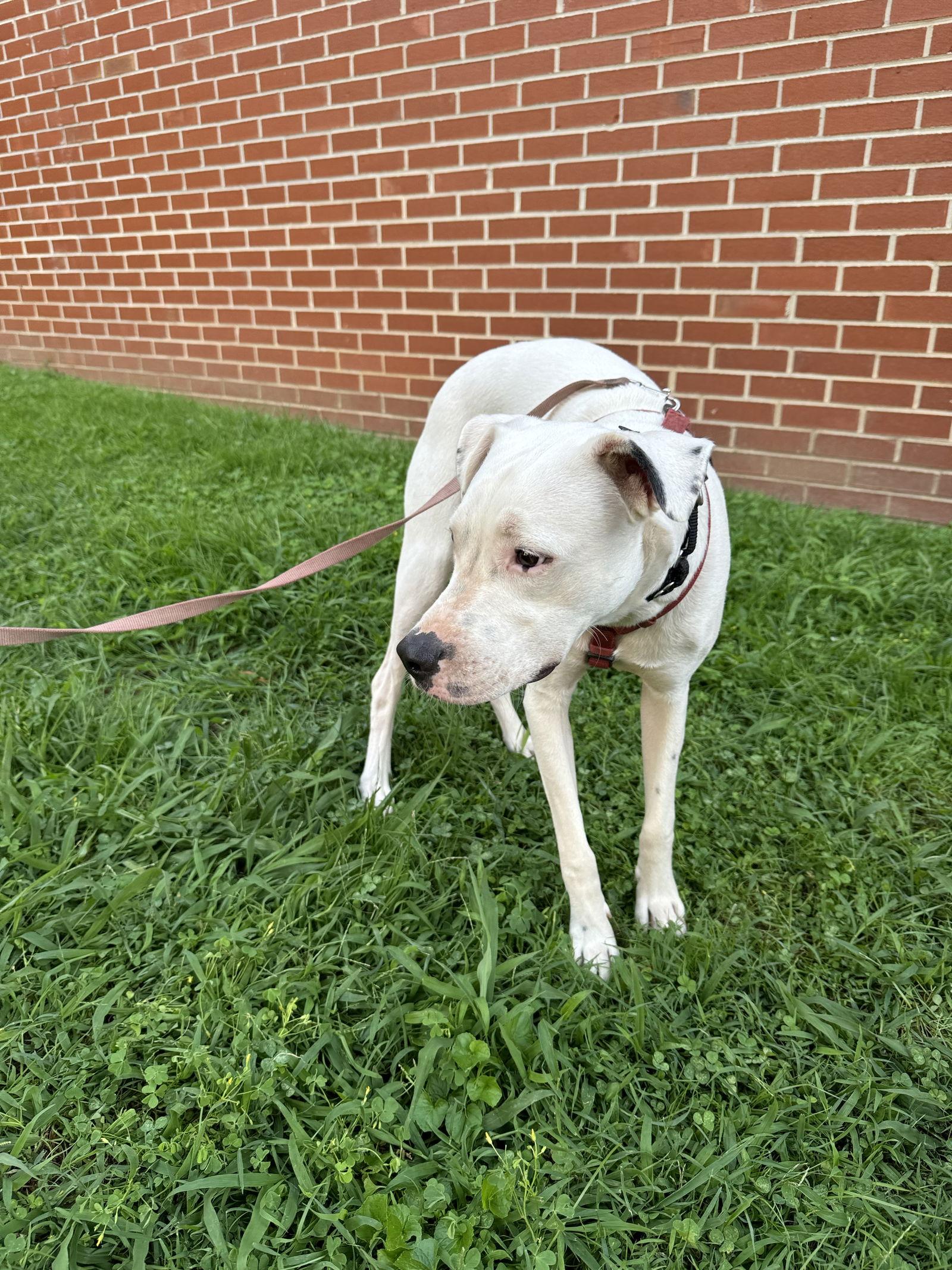Enlarge Squirtle (1yo, 40lbs), a Adoptable mixed breed in Hinton, WV image 1/3