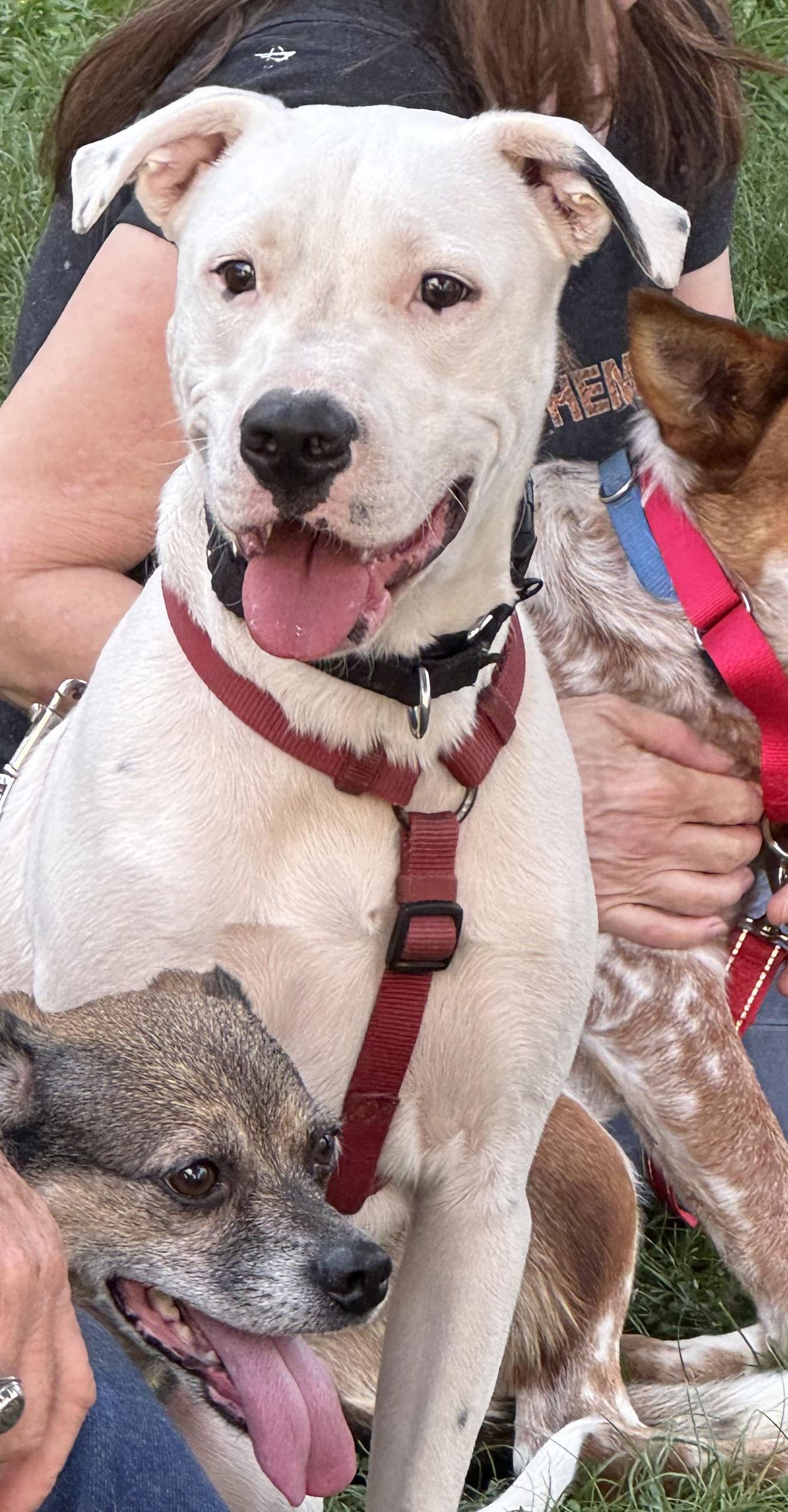 Enlarge Squirtle (1yo, 40lbs), a Adoptable mixed breed in Hinton, WV image 2/3