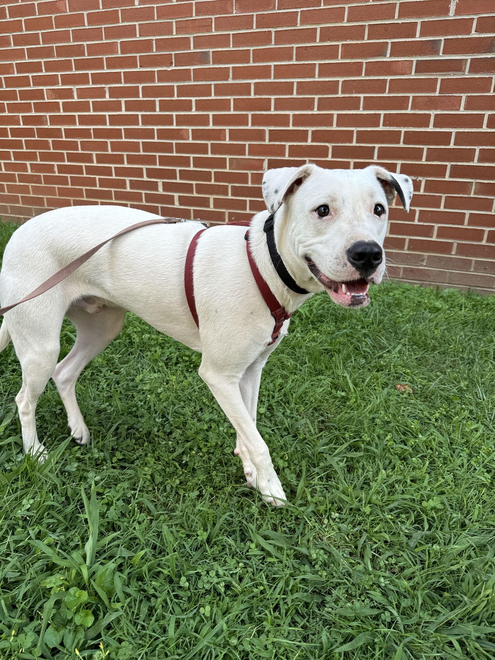 Enlarge Squirtle (1yo, 40lbs), a Adoptable mixed breed in Hinton, WV image 3/3