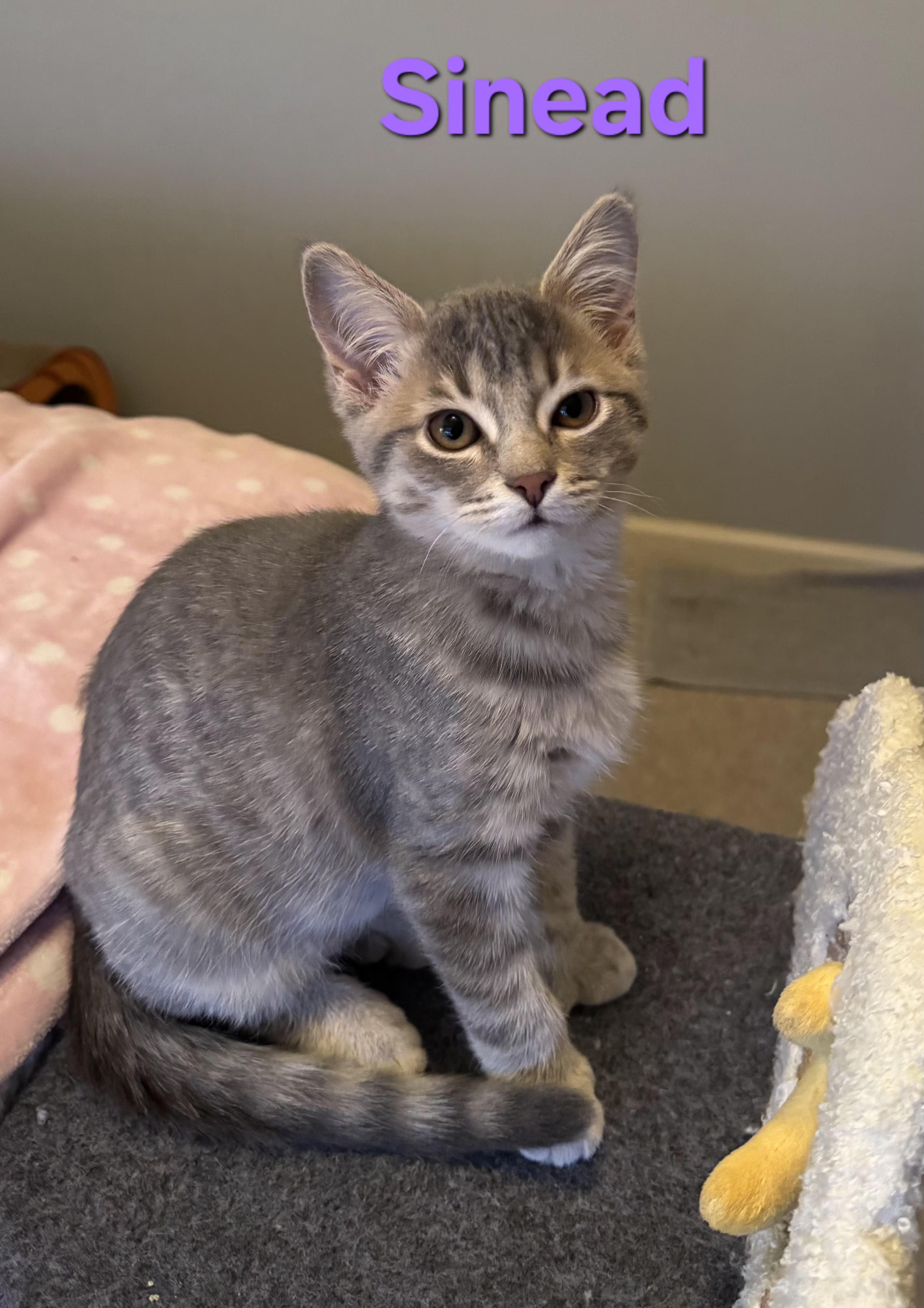 Enlarge Sinead (siblings are Fleetwood, Avril & Fiona), an adopted Domestic Short Hair in Brighton, MI image 3/5